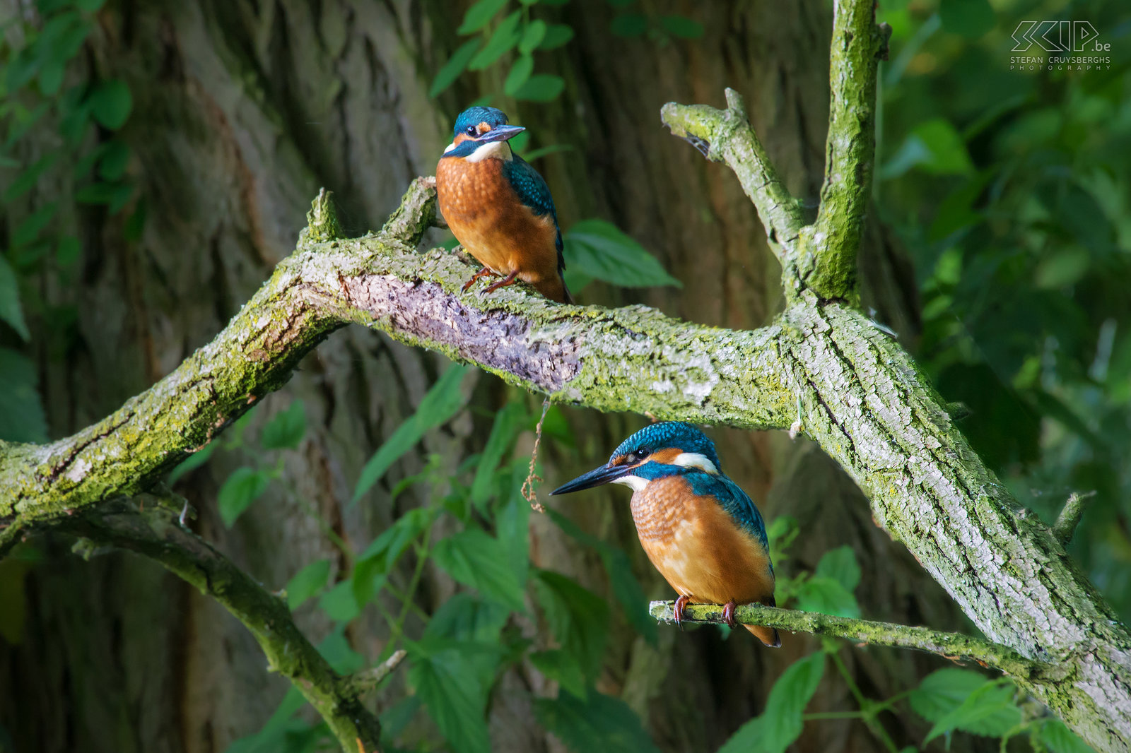 Kingfishers - Couple Finally I found a nice spot in nature my hometown Lommel where a couple of kingfishers is regularly catching fishes. The past few weeks I spent a lot of hours in the early morning near the small stream and I was able to make several good pictures of these beautiful but shy birds. The common kingfisher (alcedo atthis) is a fish-eater with a bright blue orange plumage of about 16cm long. Males are distinguished by their pitch-black lower mandible while females have a dark red spot.  Stefan Cruysberghs